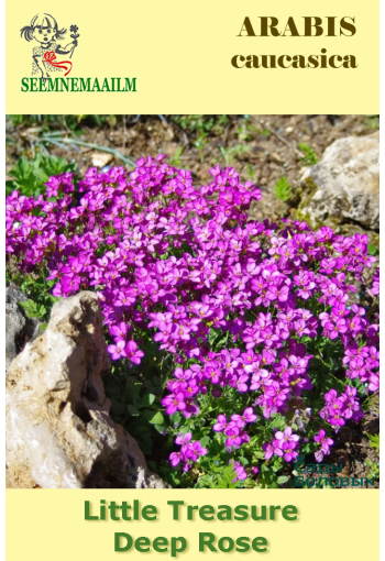 Rock Cress "Little Treasure Deep Rose" (Arabis caucasica)